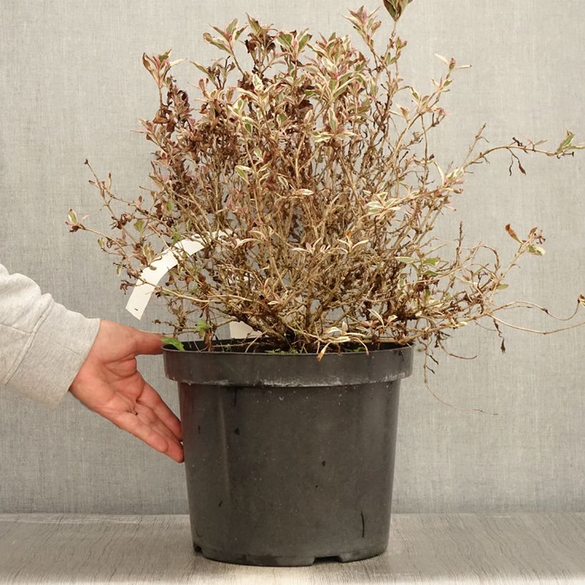 Exemplaar van Weigelia florida Monet Verweig - Chinese weigelia Pot van 7,5 l/10 l zoals geleverd in de herfst