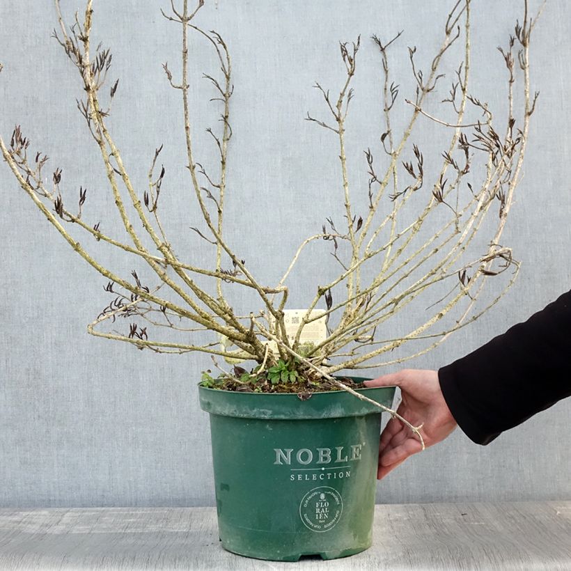 Exemplaar van Weigelia florida Polka - Weigela nain Pot de 7,5L/10L zoals geleverd in de herfst