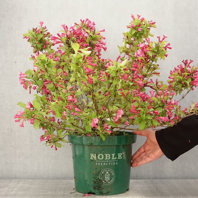 Example of Weigelia florida Princess Ayla Pot van 7,5 l/10 l as you get in printemps