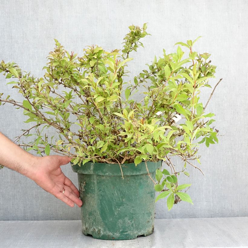 Exemplaar van Weigelia florida Princess Ayla - Chinese weigelia Pot van 7,5 l/10 l zoals geleverd in de zomer