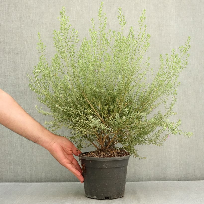 Exemplaar van Westringia fruticosa Blue Gem - Australische rozemarijn Pot van 3 l/4 l zoals geleverd in de zomer