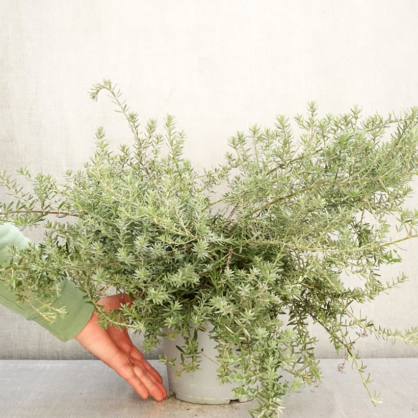 Exemplaar van Westringia fruticosa Blue Gem - Australische rozemarijn Pot van 3 l/4 l zoals geleverd in de winter