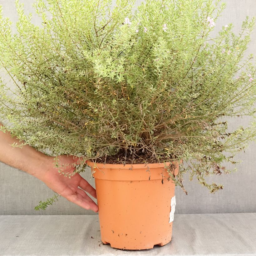 Exemplaar van Westringia fruticosa Blue Gem - Australische rozemarijn Pot van 7,5 l/10 l zoals geleverd in de zomer