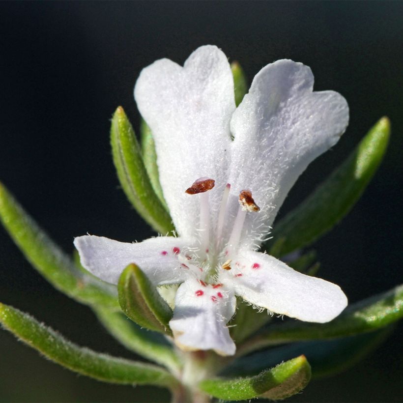 Westringia fruticosa Mundi - Australische rozemarijn (Flowering)