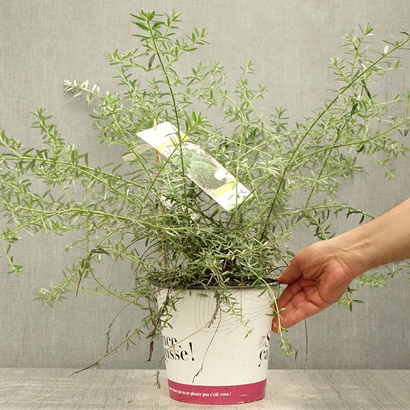 Exemplaar van Westringia fruticosa Mundi - Australische rozemarijn Pot van 3 l/4 l zoals geleverd in de zomer