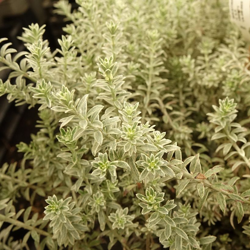 Westringia fruticosa Smookie - Australische rozemarijn (Blad)