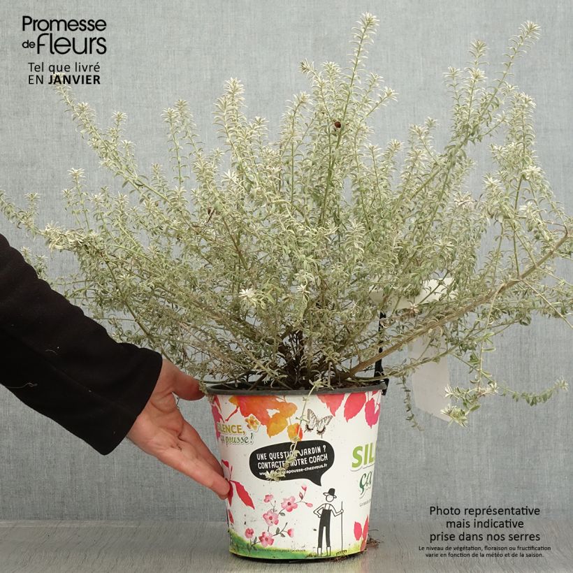 Example of Westringia fruticosa Smookie - Romarin d'Australie Pot van 3 l/4 l as you get in hiver