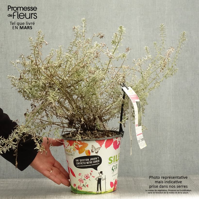 Exemplaar van Westringia fruticosa Smookie - Australische rozemarijn Pot van 3 l/4 l zoals geleverd in de lente