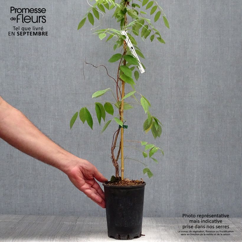 Exemplaar van Wisteria frutescens Amethyst Falls - Blauwe regen Pot van 3 l/4 l zoals geleverd in de herfst