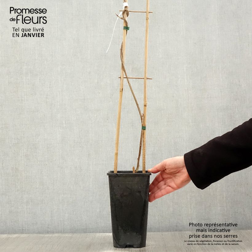 Example of Wisteria venusta Rosea - Glycine du Japon Pot van 2 l/3 l as you get in hiver