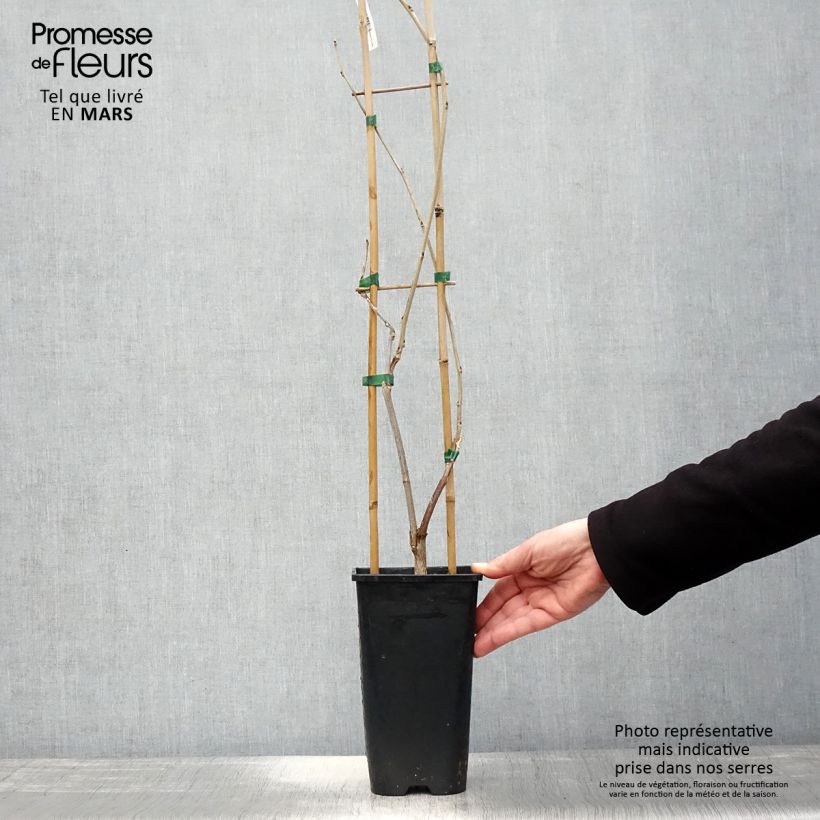 Exemplaar van Wisteria venusta Rosea - Blauwe regen Pot van 2 l/3 l zoals geleverd in de lente