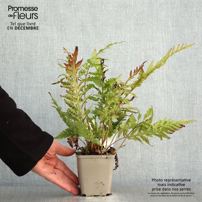 Exemplaar van Woodwardia fimbriata - Grote kettingvaren Kweekpotje van 8/9 cm zoals geleverd in de herfst