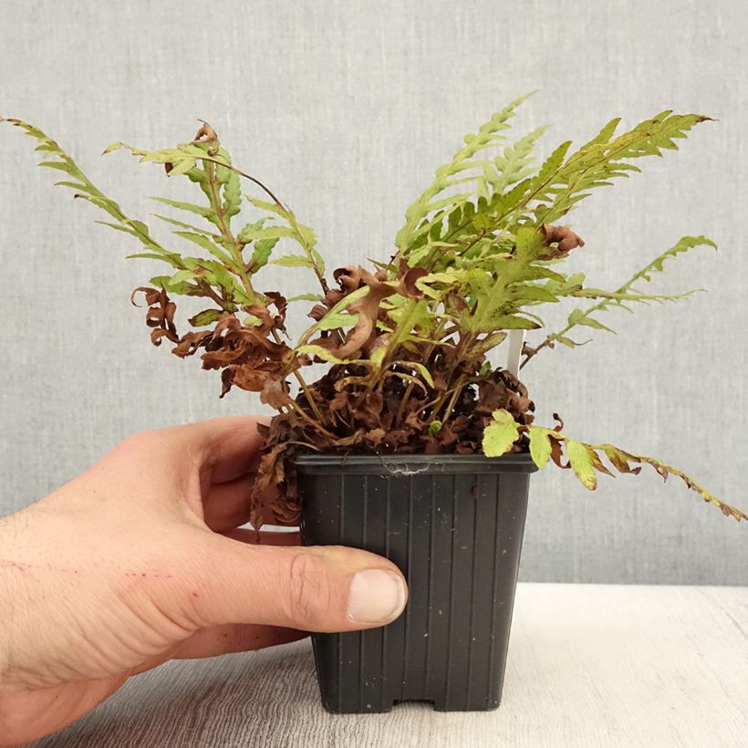 Exemplaar van Woodwardia fimbriata - Grote kettingvaren Kweekpotje van 8/9 cm zoals geleverd in de lente