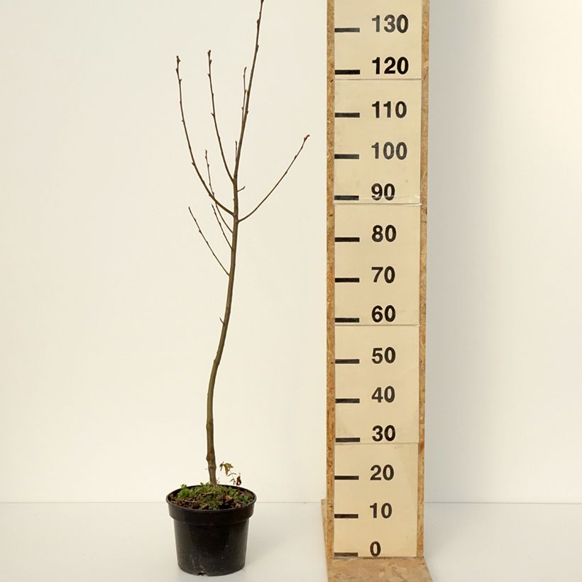 Example of x Amelasorbus jackii - Amélasorbier de Jack Pot van 4 l/5 l as you get in hiver