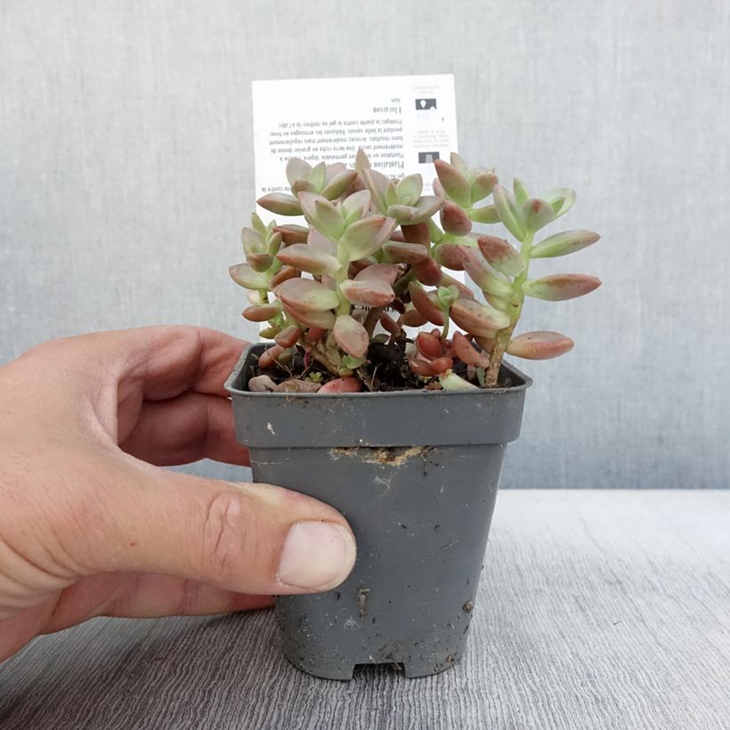 Exemplaar van Graptosedum Bronze Kweekpotje van 8/9 cm zoals geleverd in de herfst