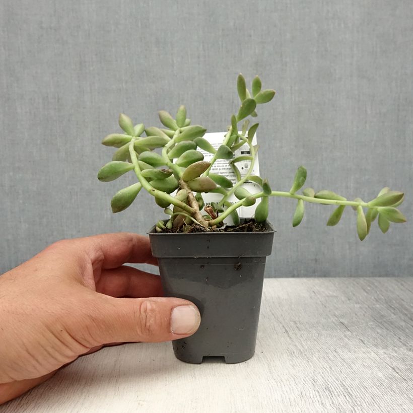 Exemplaar van Graptosedum Bronze Kweekpotje van 8/9 cm zoals geleverd in de zomer