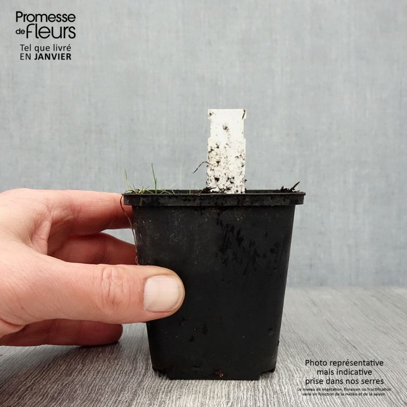 Example of Rhodoxis Ria - Rhodohypoxis Kweekpotje van 8/9 cm as you get in hiver