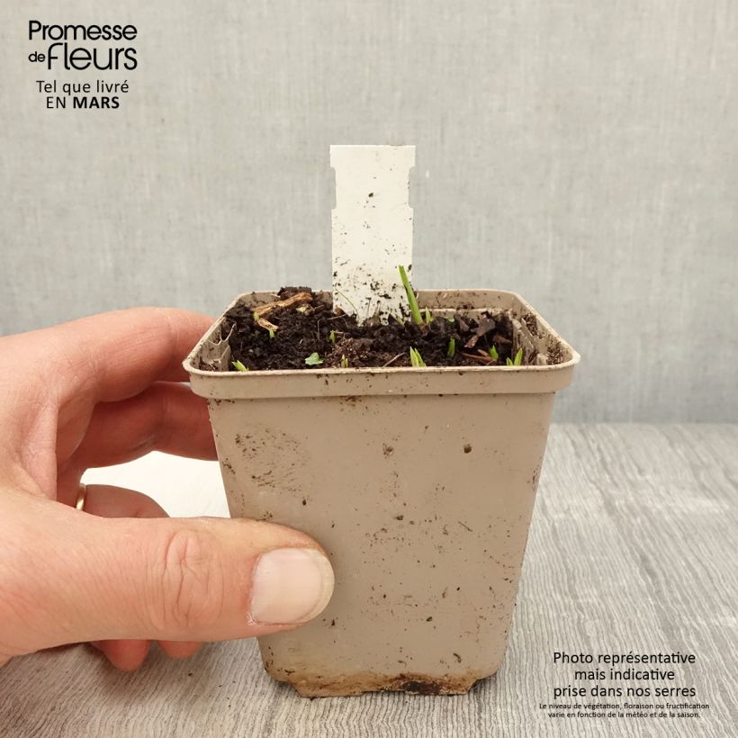 Exemplaar van Rhodoxis Ria Kweekpotje van 8/9 cm zoals geleverd in de lente