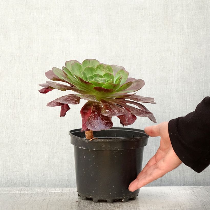 Exemplaar van Semponium Destiny Pot de 2L/3L zoals geleverd in de herfst