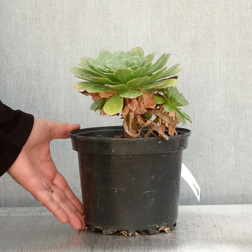 Exemplaar van Semponium Diamond Pot van 2 l/3 l zoals geleverd in de herfst