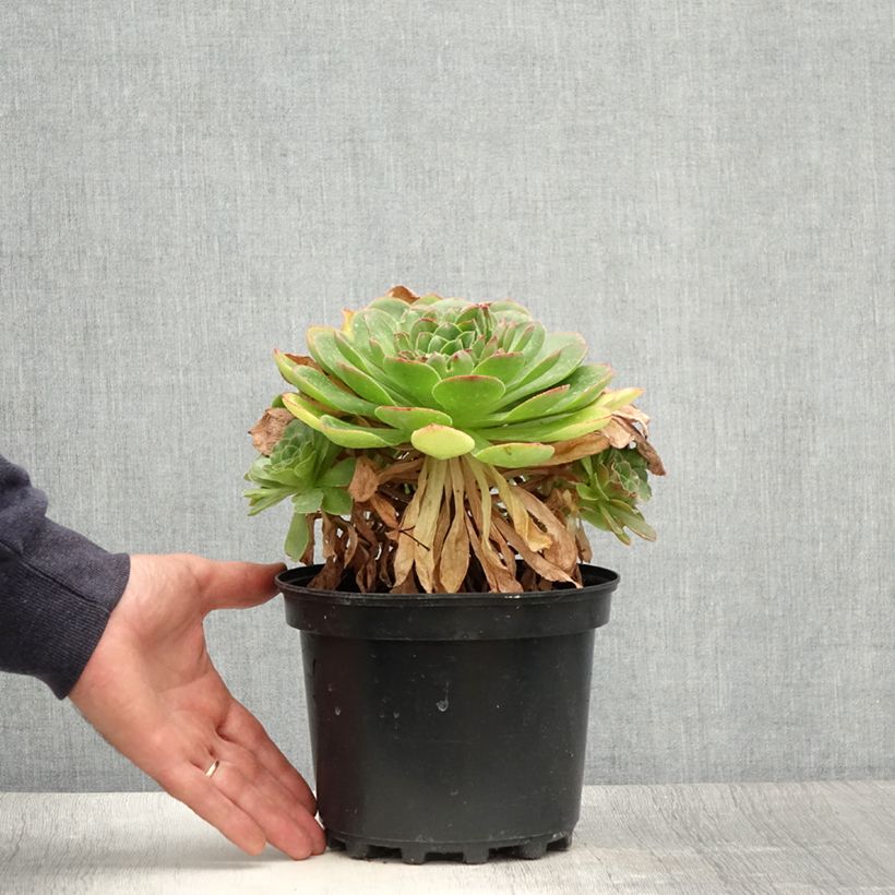 Exemplaar van Semponium Diamond Pot van 2 l/3 l zoals geleverd in de zomer