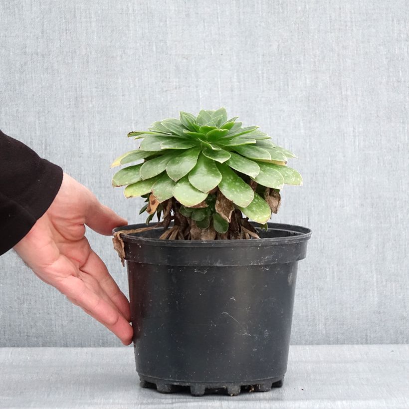 Example of Semponium Diamond Pot van 2 l/3 l as you get in hiver