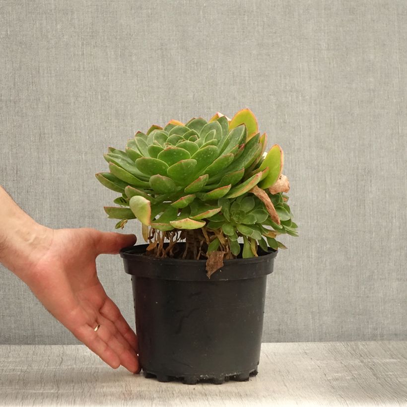 Exemplaar van Semponium Diamond Pot van 2 l/3 l zoals geleverd in de lente