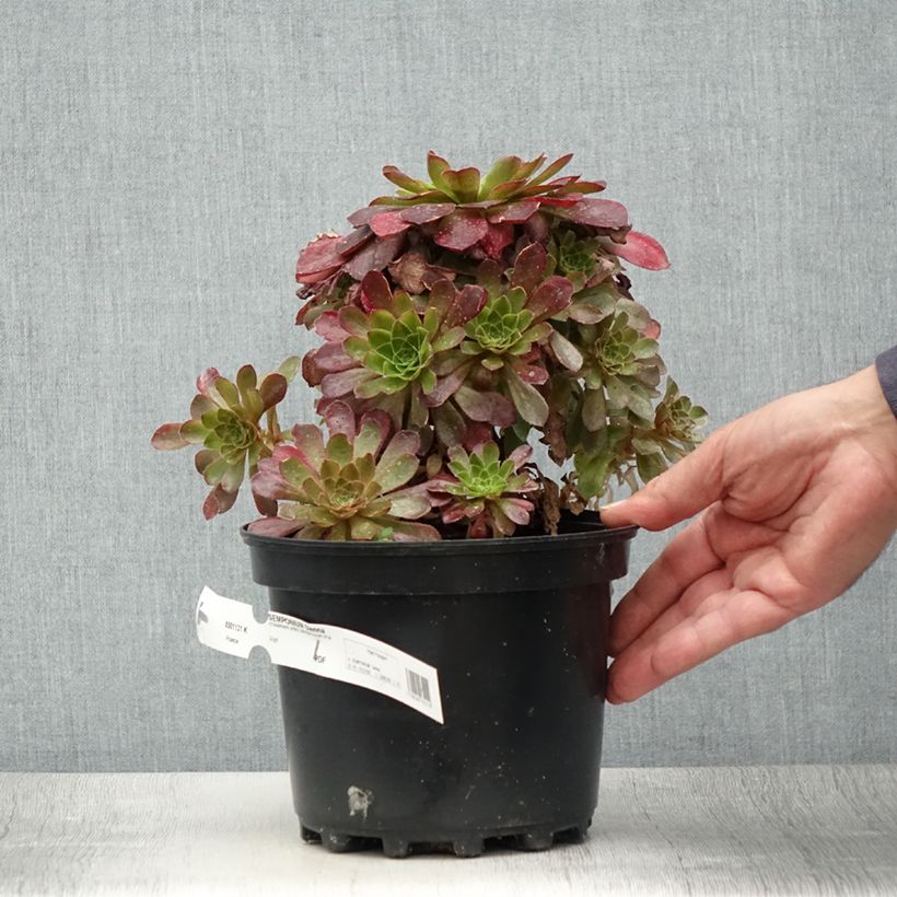 Exemplaar van Semponium Sienna Pot van 2 l/3 l zoals geleverd in de zomer