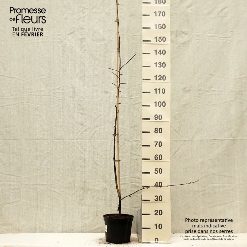 Example of Sorbopyrus auricularis - Poire de Bollwiller Pot van 4 l/5 l as you get in hiver
