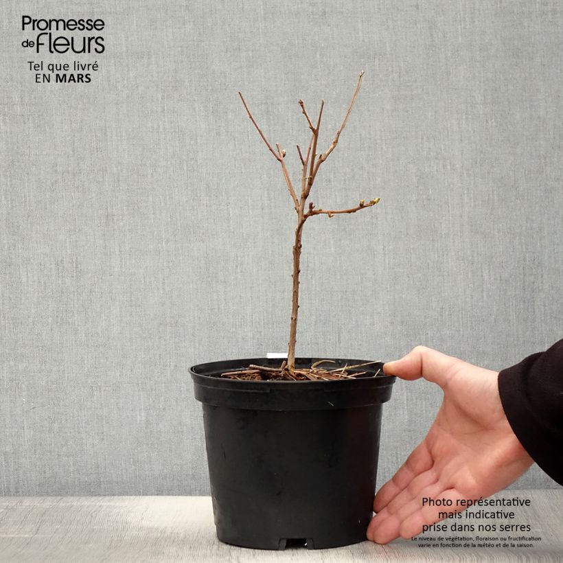 Exemplaar van Xanthoceras sorbifolium - Chinese kastanje Pot van 3 l/4 l zoals geleverd in de lente