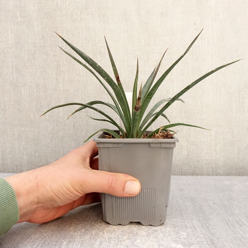 Exemplaar van Yucca aloifolia Variegata - Spaanse bajonet Pot van 1 l/1,5 l zoals geleverd in de winter