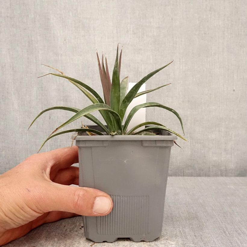 Exemplaar van Yucca aloifolia Variegata - Spaanse bajonet Pot van 1 l/1,5 l zoals geleverd in de lente