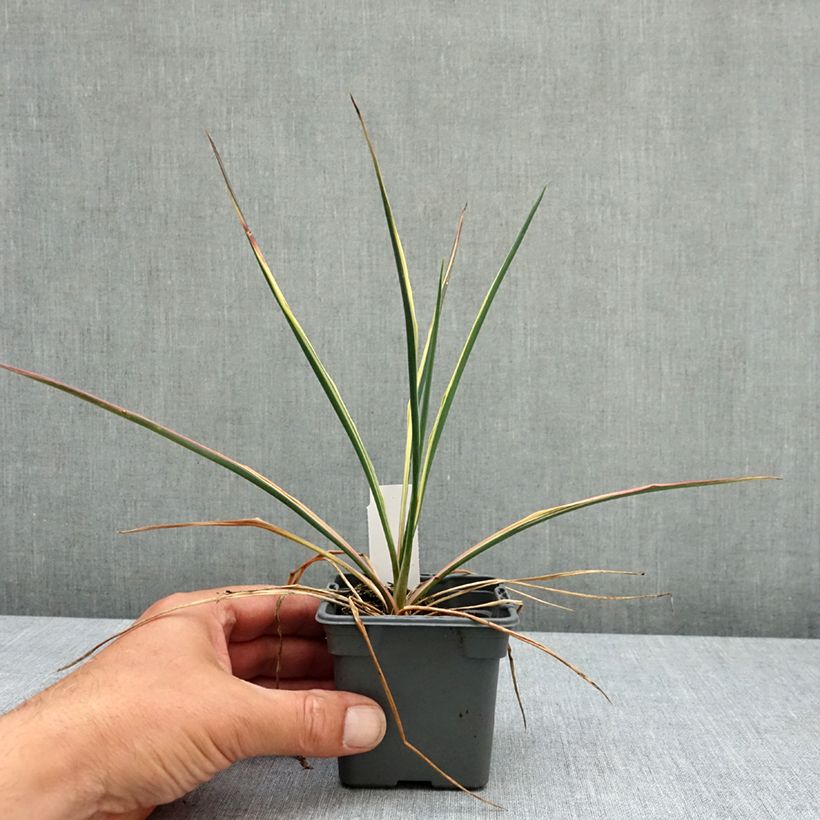 Exemplaar van Yucca filamentosa Bright Edge - Palmlelie Kweekpotje van 8/9 cm zoals geleverd in de lente