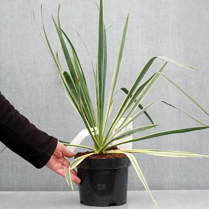Exemplaar van Yucca filamentosa Bright Edge - Palmlelie Pot van 2 l/3 l zoals geleverd in de lente