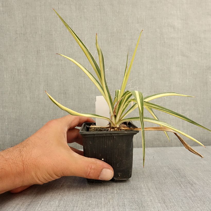 Exemplaar van Yucca filamentosa Colour Guard - Palmlelie Kweekpotje van 8/9 cm zoals geleverd in de zomer