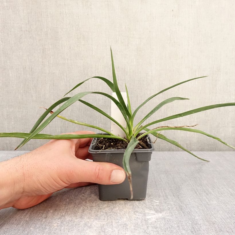 Exemplaar van Yucca filamentosa - Palmlelie Kweekpotje van 8/9 cm zoals geleverd in de winter