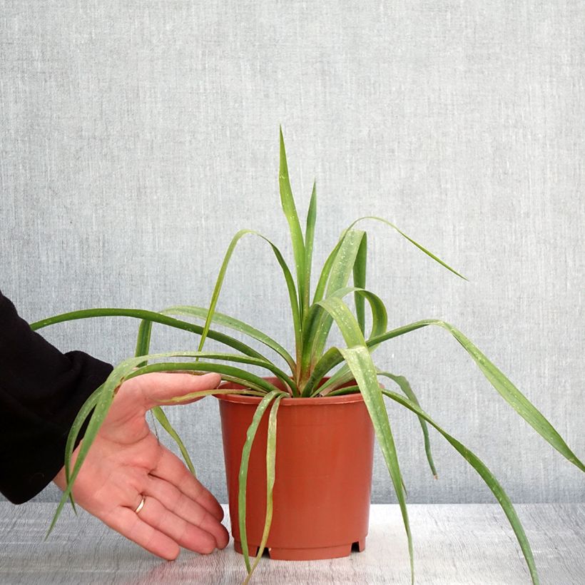 Exemplaar van Yucca filamentosa - Palmlelie Pot van 1 l/1,5 l zoals geleverd in de lente