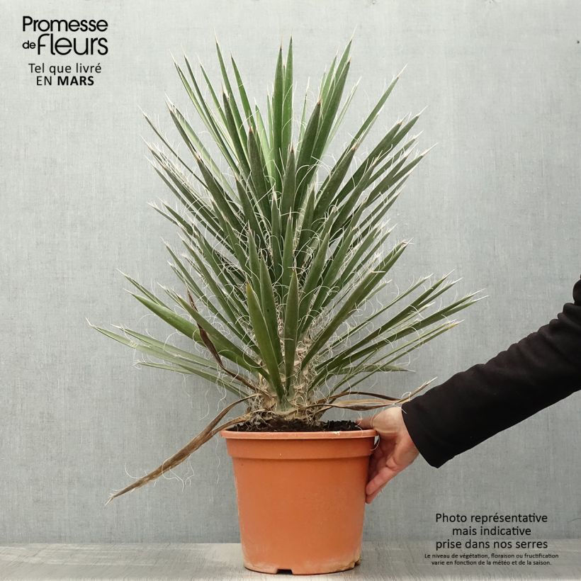 Exemplaar van Yucca filifera - Palmlelie Pot van 7,5 l/10 l zoals geleverd in de lente