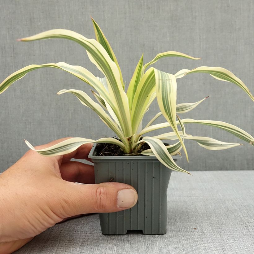 Exemplaar van Yucca gloriosa Citrus twist - Palmlelie Kweekpotje van 8/9 cm zoals geleverd in de lente