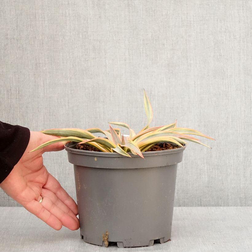 Example of Yucca gloriosa Citrus twist® - Dague espagnole Pot van 2 l/3 l as you get in hiver