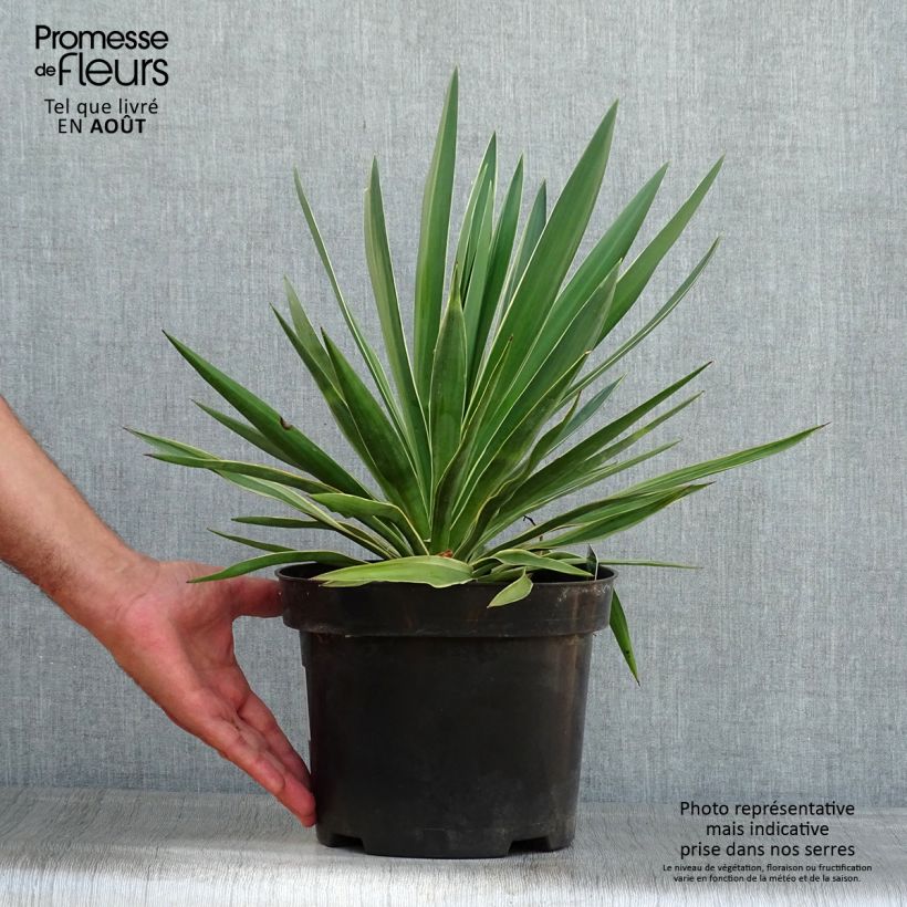 Exemplaar van Yucca gloriosa Variegata - Dague espagnole Pot van 2 l/3 l zoals geleverd in de zomer