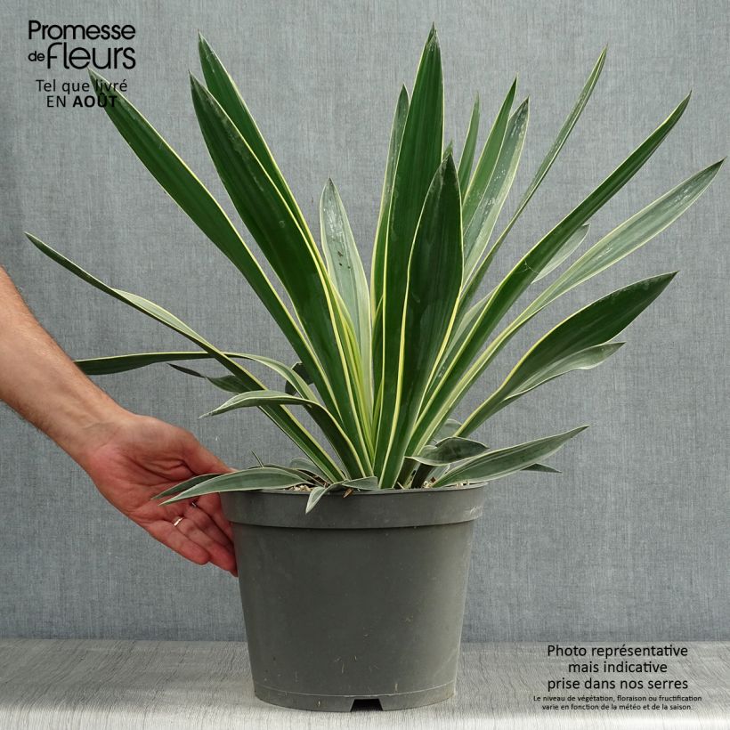 Exemplaar van Yucca gloriosa Variegata - Dague espagnole Pot van 4 l/5 l zoals geleverd in de zomer