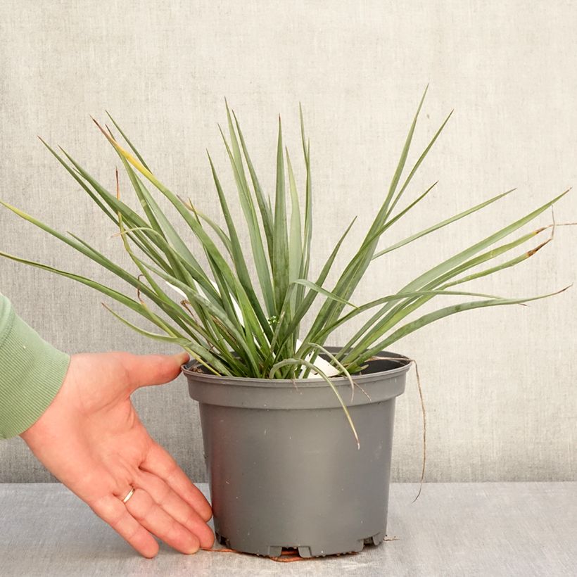 Exemplaar van Yucca French Flag - Palmlelie Pot van 3 l/4 l zoals geleverd in de winter