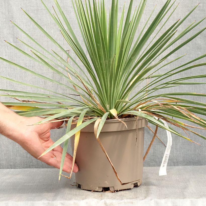 Example of Yucca Katana Pot van 4 l/5 l as you get in ete