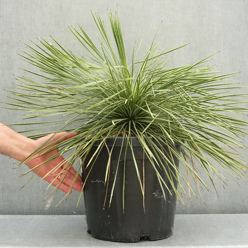 Exemplaar van Yucca linearifolia - Palmlelie Pot van 18 l/20 l zoals geleverd in de lente