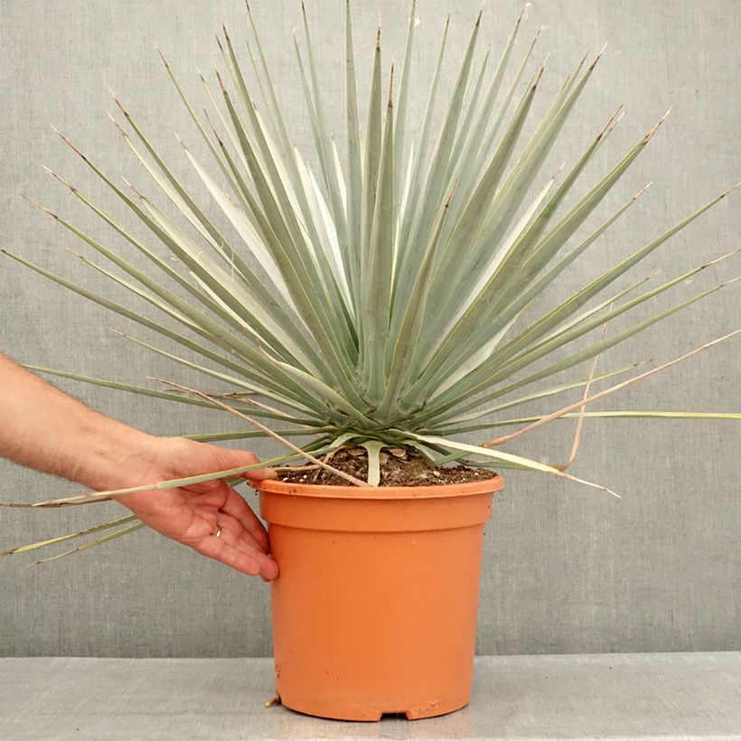 Example of Yucca rigida - Yucca bleu Pot van 7,5 l/10 l as you get in ete