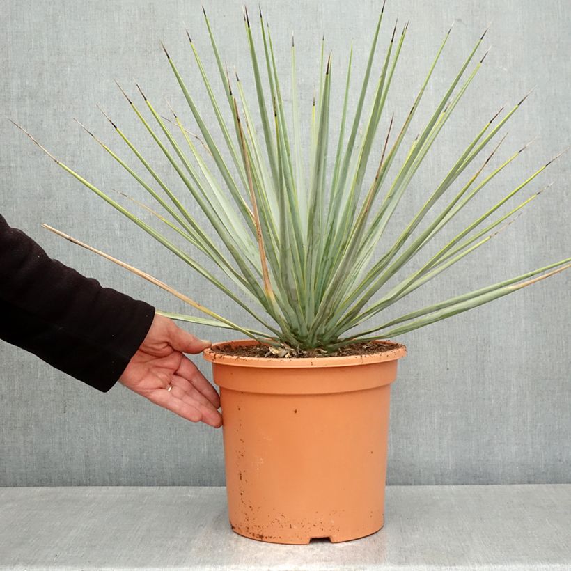 Exemplaar van Yucca rigida - Blauwe yucca Pot van 7,5 l/10 l zoals geleverd in de lente