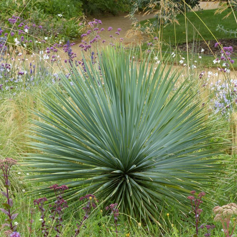 Yucca rostrata - Palmlelie (Plant habit)