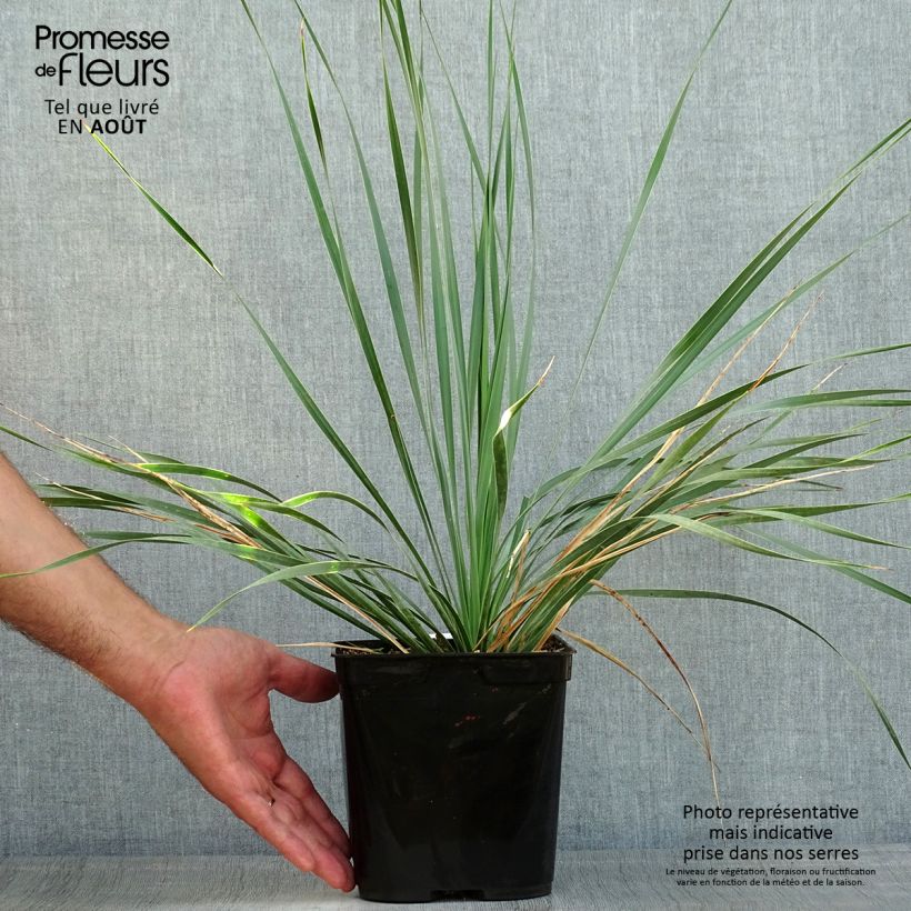 Exemplaar van Yucca rostrata Sapphire Skies - Palmlelie Pot van 3 l/4 l zoals geleverd in de zomer