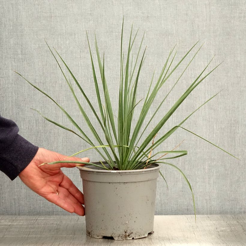 Exemplaar van Yucca rostrata Sapphire Skies - Palmlelie Pot van 3 l/4 l zoals geleverd in de lente